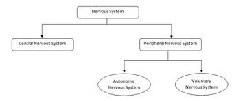 Draw A Flow Chart To Show The Classification Of Nervous