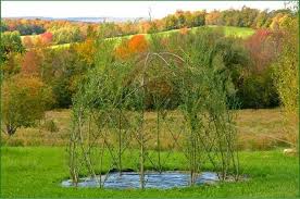creating living willow structures with