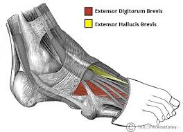 While tendons connect muscle to bone, ligaments connect bones to other bones. Muscles Of The Foot Dorsal Plantar Teachmeanatomy