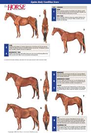 Equine Body Condition Score Poster The Horse