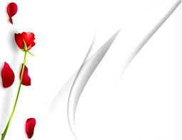 White Rose Powerpoint Background Wallpapers Engine