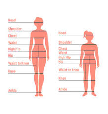 Body Measurements Silhouette Vector Images Over 930