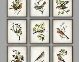 Wild Birds Wall Art Print Set Of 4