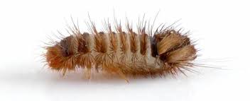 carpet beetle infestation get rid of