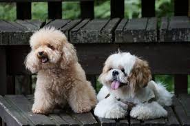 poodle vs shih tzu which breed is
