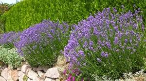 Eine biene sammelt hier im juli nektar an. Lavendel Kombinieren Das Sind Die Besten Partner Fur Die Mediterrane Pflanze