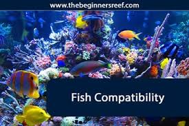 Saltwater Fish Compatibility Chart The Beginners Reef