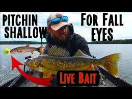 Fall Walleye Fishing With Live Bait