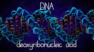 Image result for images for DNA