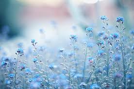 Resultado de imagen de flores azules hermosas