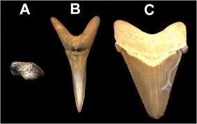 Fossilguy Com Types Of Shark Fossils Parts Of Sharks That