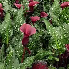 how to grow and care for calla lily