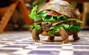 funny turtle hd wallpapers free