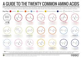 Amino Acids Diagram Diagram Quizlet