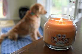 However, you don't have to sit back and accept it; David Oreck S Pure Air Pet Odor Eliminator Candle Review Pet Odor Eliminator Pet Smell Pet Odors