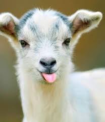 Image result for images of goats