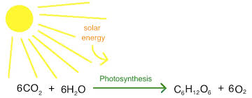 Photosynthesis Equation Chemistry School