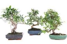 which-bonsai-is-best-for-indoors