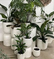 garden pots plants