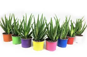 We recommend buying a starting plant, especially if you want to start harvesting your aloe vera as soon as possible. 12cm 30cm Aloe Barbadensis Ebay House Live Miller Plants Pot Tall Vera Live Aloe Vera Plants U Pflanzen Aloe Vera Barbadensis Miller Zimmerpflanzen