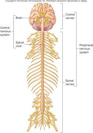 The central nervous system (cns) and the peripheral nervous system (pns). Spinal Cord Diagram Blank