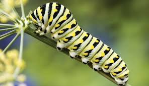 They have black heads and a yellow neck. 4 Common Caterpillars What They Mean To Your Garden Hobby Farms