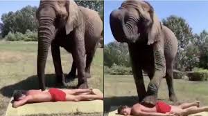 Ever seen an elephant giving a massage? Video of gentle giant and its human  friend will make you smile - India Today