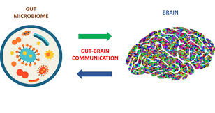 A novel, powerful tool to unveil the communication between gut microbes and 
the brain