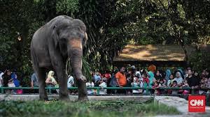 Baik itu tua ataupun muda, anak kecil salah seorang pengunjung berfoto dengan orang utan di taman safari indonesia via. Atlet Korsel Berwisata Di Kebun Binatang Ragunan