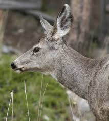 wildlife elishes mule deer season