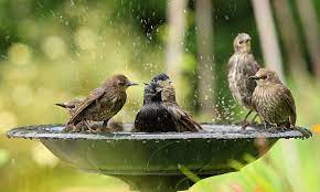 Attract Birds To Your Bird Bath