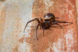 false widow spiders how to identify