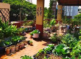 Organic Terrace Gardening Humans Who