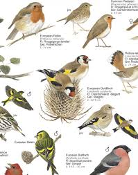 birds of gardens and parklands british