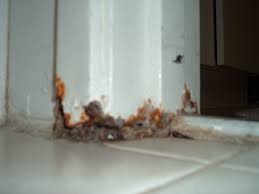 get mold bathroom walls remove mold
