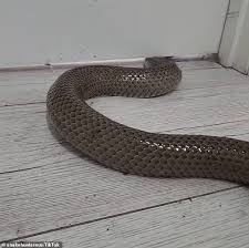 carpet python in pallara brisbane