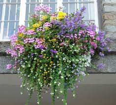 how to plant hanging baskets and containers