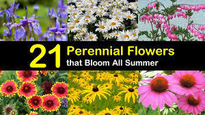 Check out our 8 favorite perennial flowers that bloom all summer to keep your garden looking fresh & beautiful this season! 21 Perennial Flowers That Bloom All Summer Even From Spring To Fall