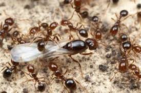 fire ant for farms fire ant