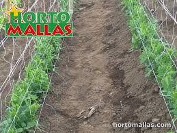 vertical trellis in growing vegetables