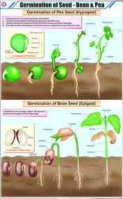Pea Plant Germination Yahoo Image Search Results Seeds