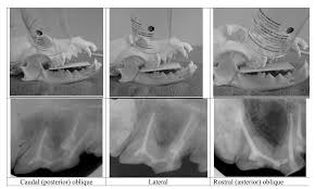 Simplified Positioning For Dental Radiology Dentalaire