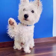 How Much Do Westies Weigh