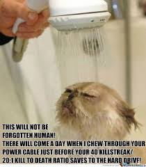 Wet Cat Memes. Best Collection of Funny Wet Cat Pictures via Relatably.com
