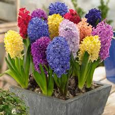 how to grow hyacinth practical tips