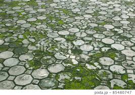 walkway cement floore tiles with moss