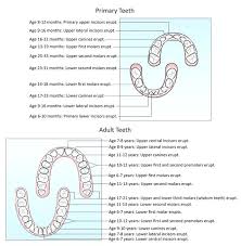 Teething Chart By Age Laredotennis Co