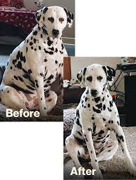 Weight Loss—And A Stop To Diarrhea—For A Special Dalmatian