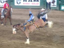 Good Rodeo Terrible Parking Review Of Reno Rodeo Cattle