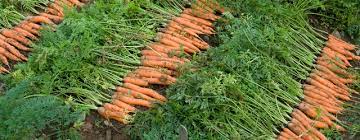 carrot harvesting handling storage